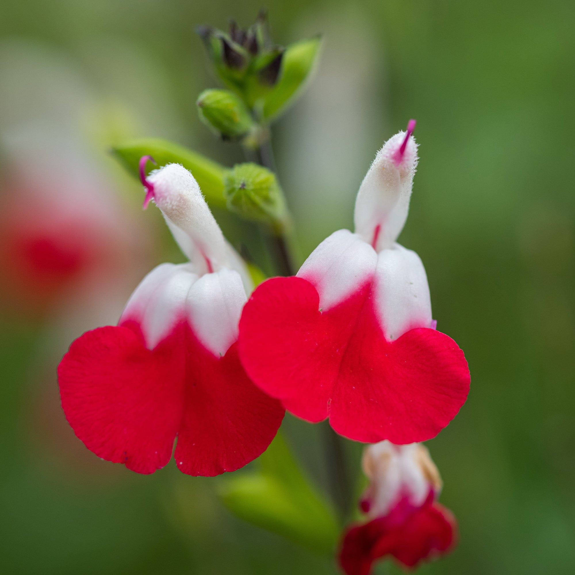 Bakker Sauge Hotlips plante vivace 2 pots Ø 9cm rouge blanc