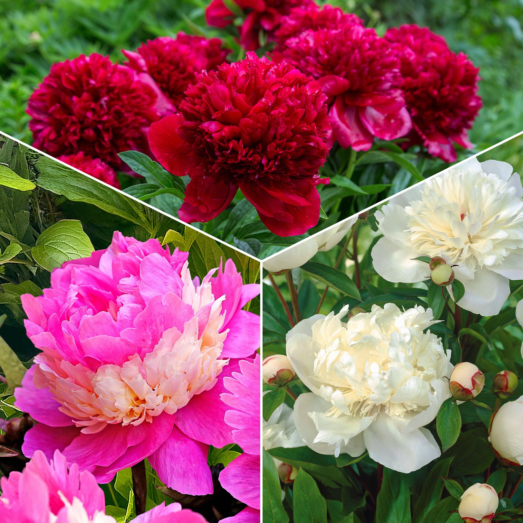 Bakker Pivoines Immaculée Sorbet Red Charm 3 racines