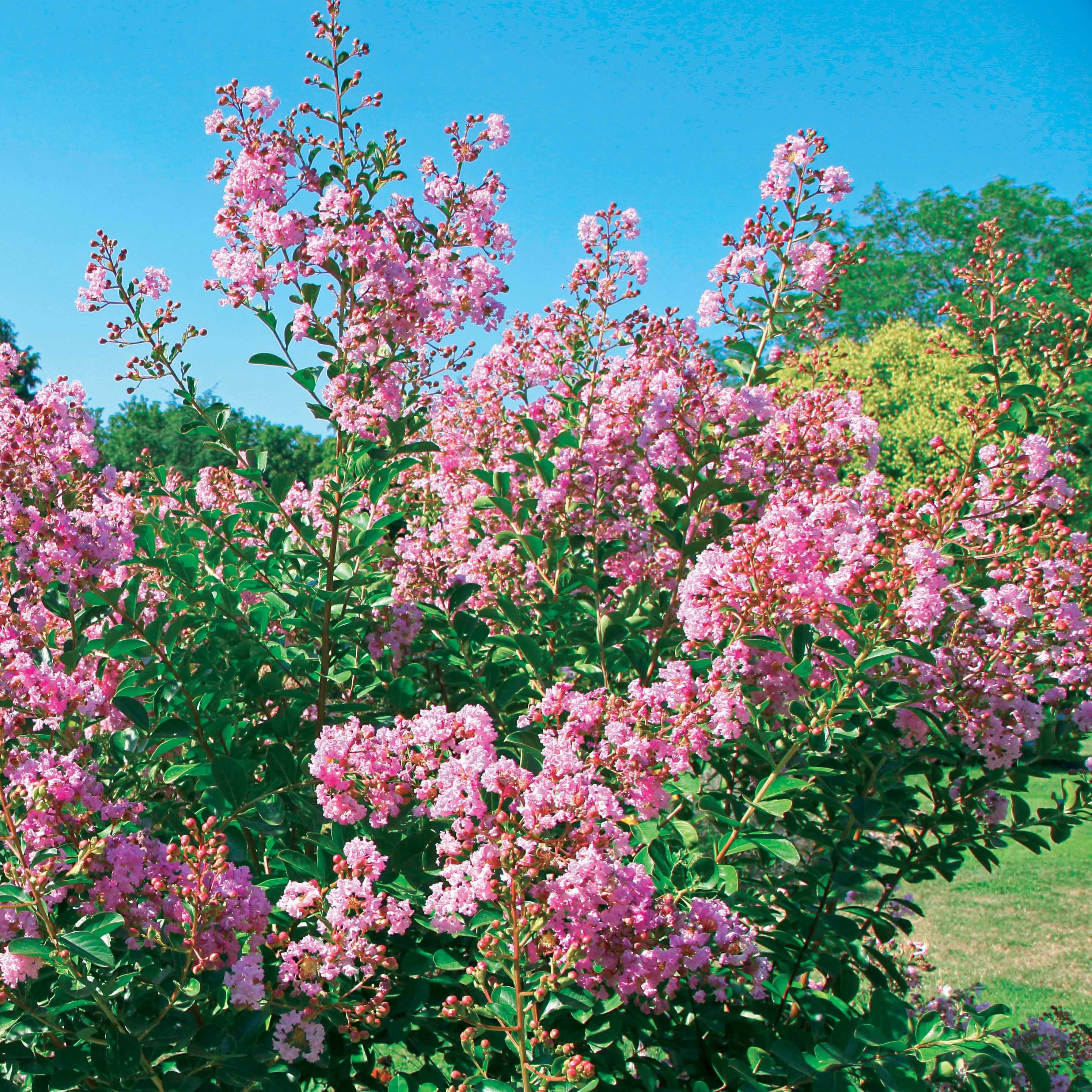 Bakker Lilas des Indes Petit Pink arbuste rose pot Ø 9 cm
