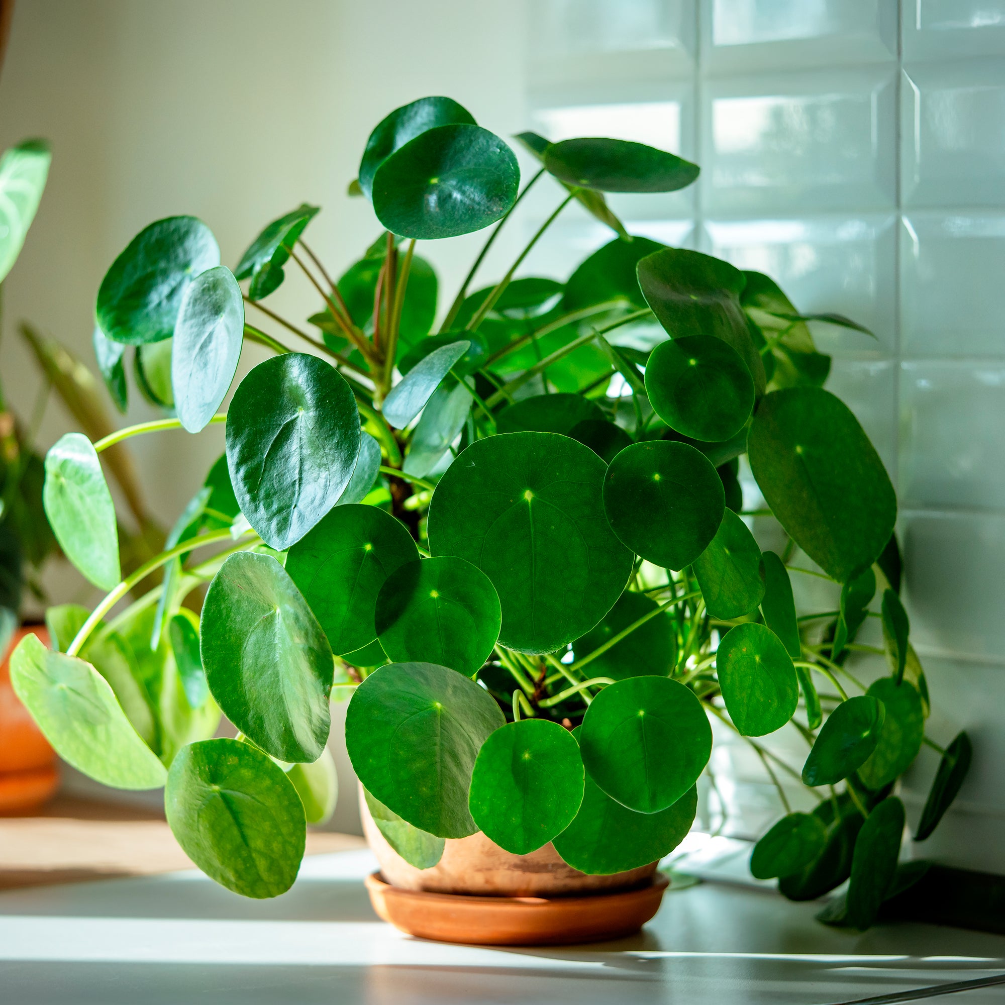 Bakker Pilea Peperomioides plante verte pot 12cm ronde