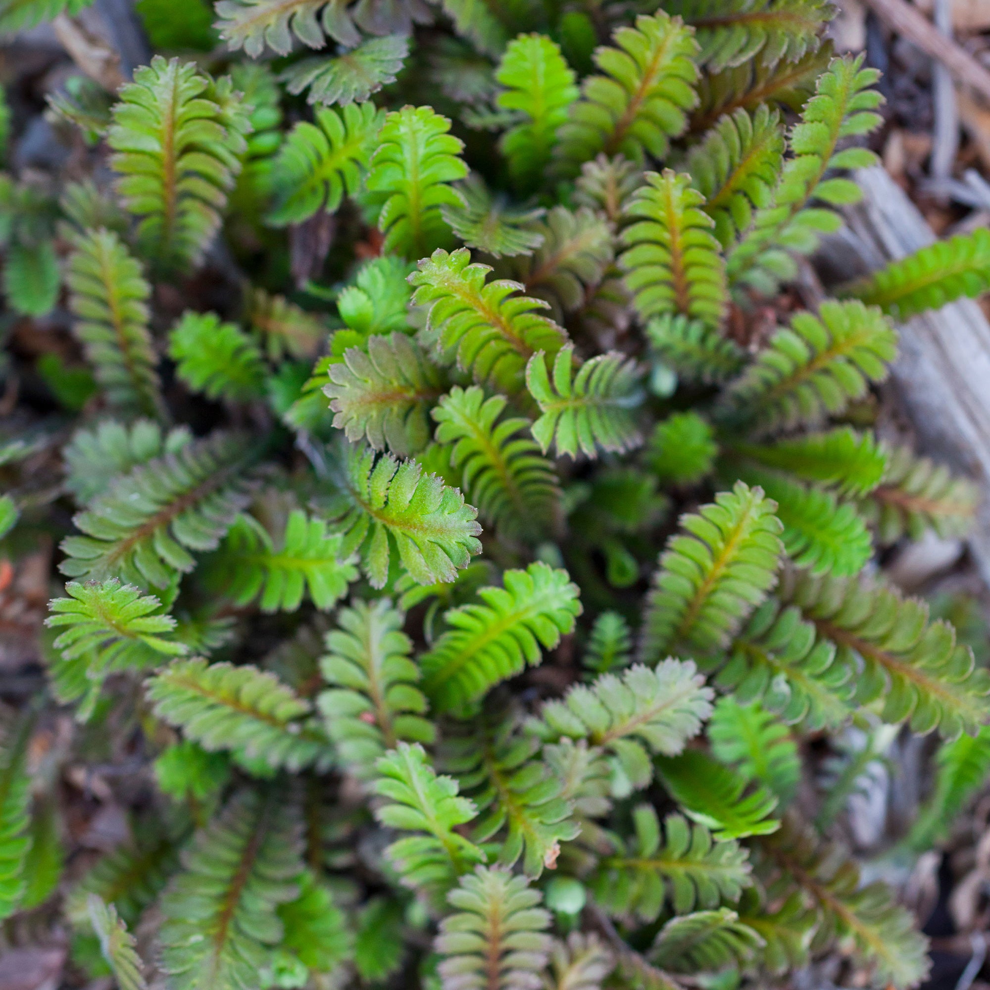 Bakker Cotule à bractées plante couvre-sol pot Ø9cm mi-ombre