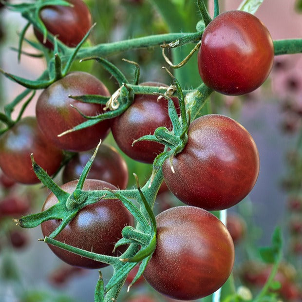Bakker Tomate-cerise Chocolate graine potager sachet 25 graines