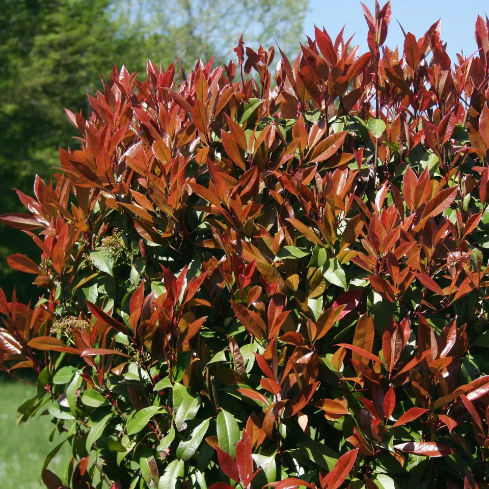 Bakker Arbustes Photinia Red Robin pot 9cm 15-25cm persistant