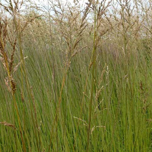 Bakker Plantes d'extérieur Molinie Fontäne graminée 9cm