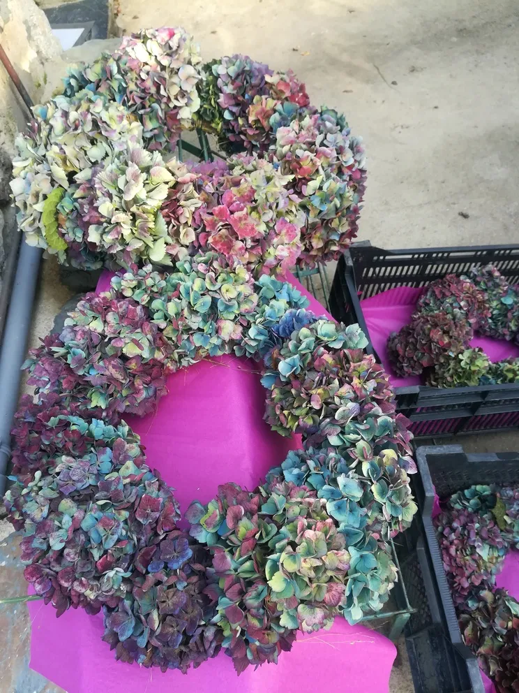 Les Hortensias du Haut Bois couronne hortensias semi-séchée