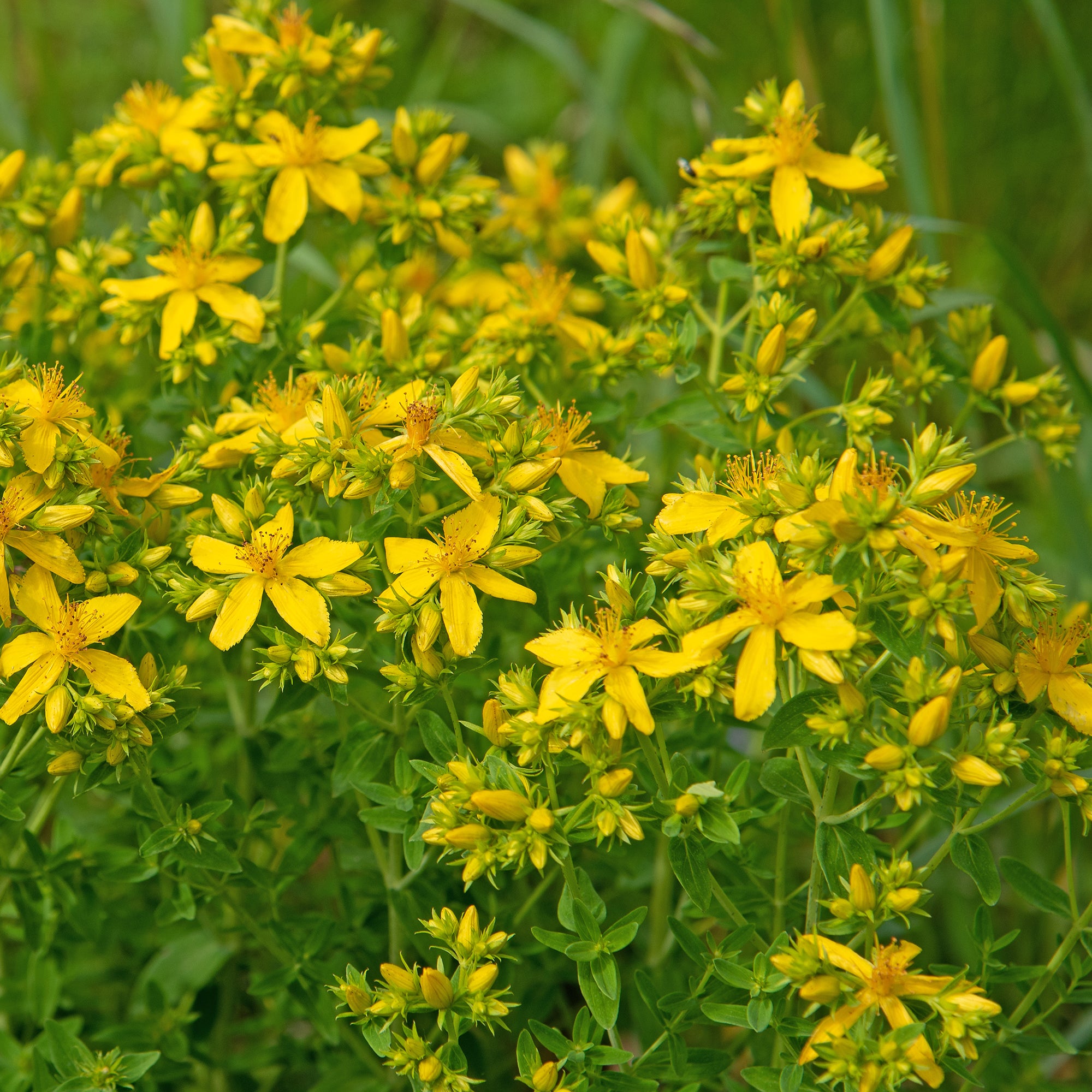 Bakker Millepertuis perforé plante vivace pot 8cm jaune