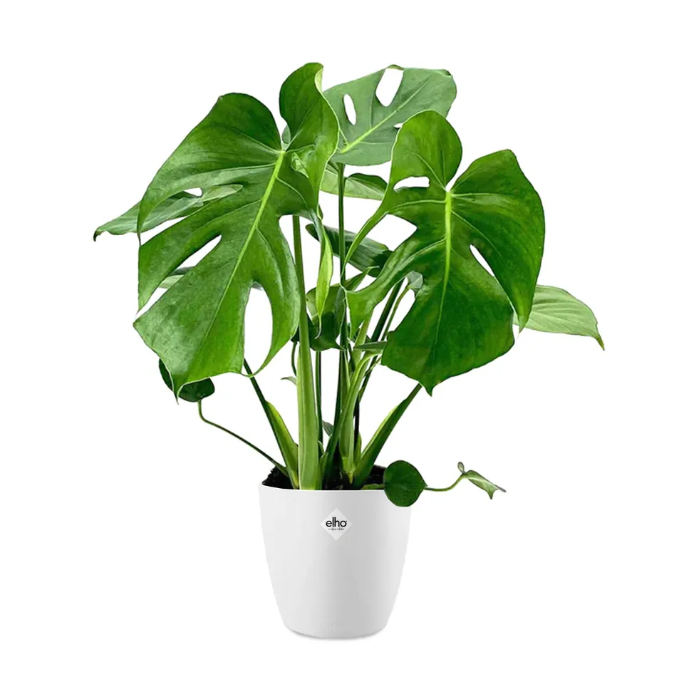 Bakker Monstera Philodendron plante d'intérieur 2 pots Ø17cm blanc