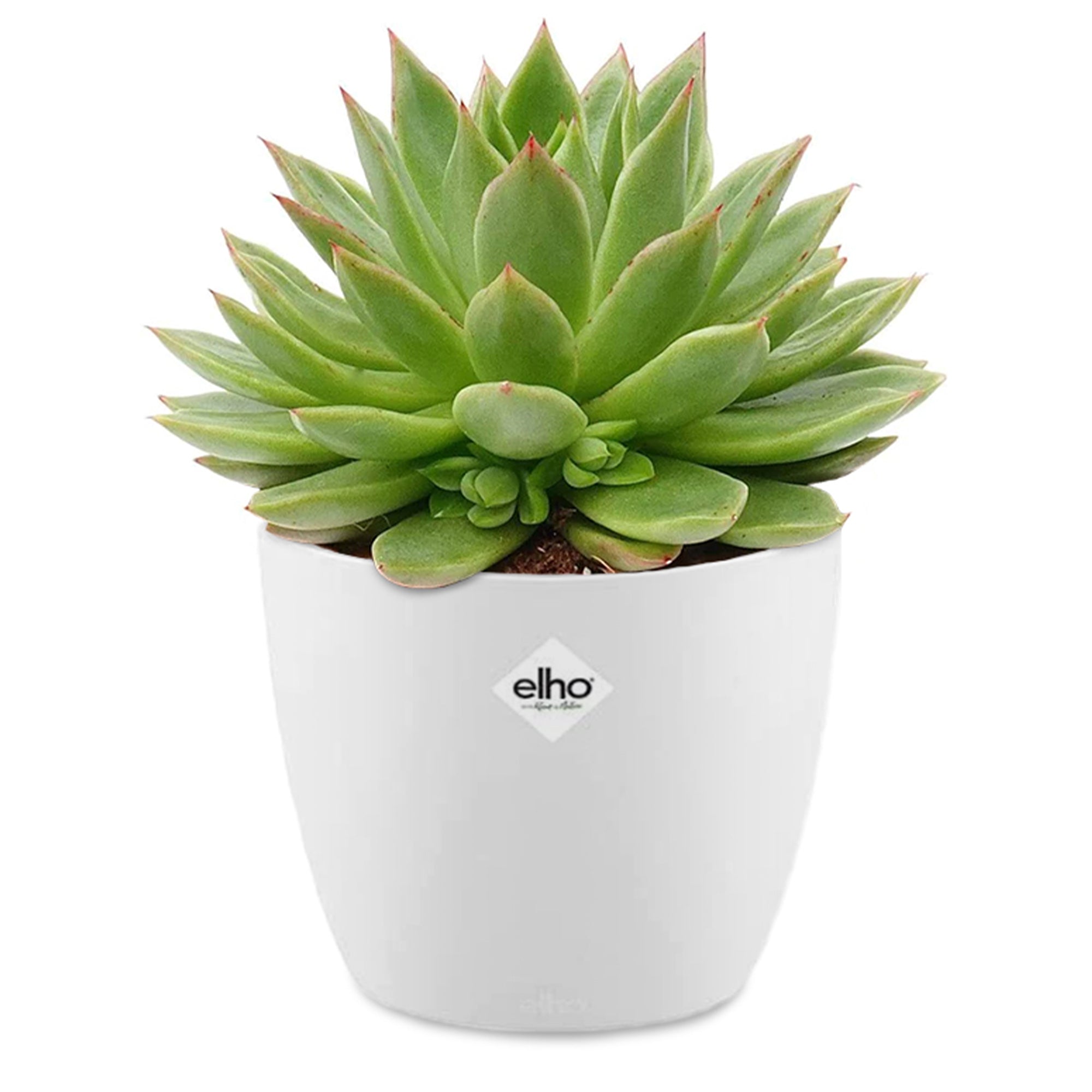 Bakker Echeveria agavoides succulente 2 pots Ø12cm cache-pot