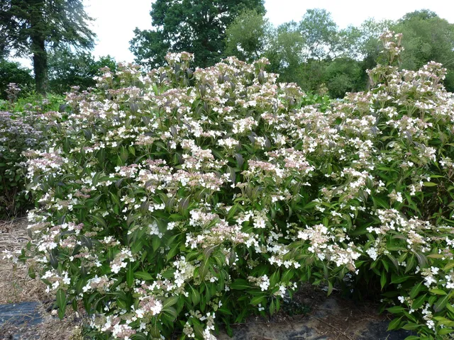 Les Hortensias du Haut Bois Pulchra hortensia serrata montagne