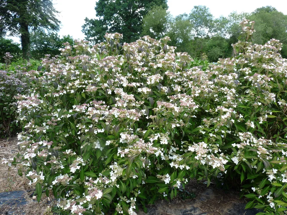 Les Hortensias du Haut Bois Pulchra hortensia serrata montagne