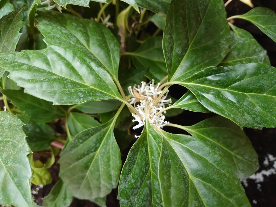 Passion Vivaces Pachysandra Crug's Cover plante couvre-sol 1L