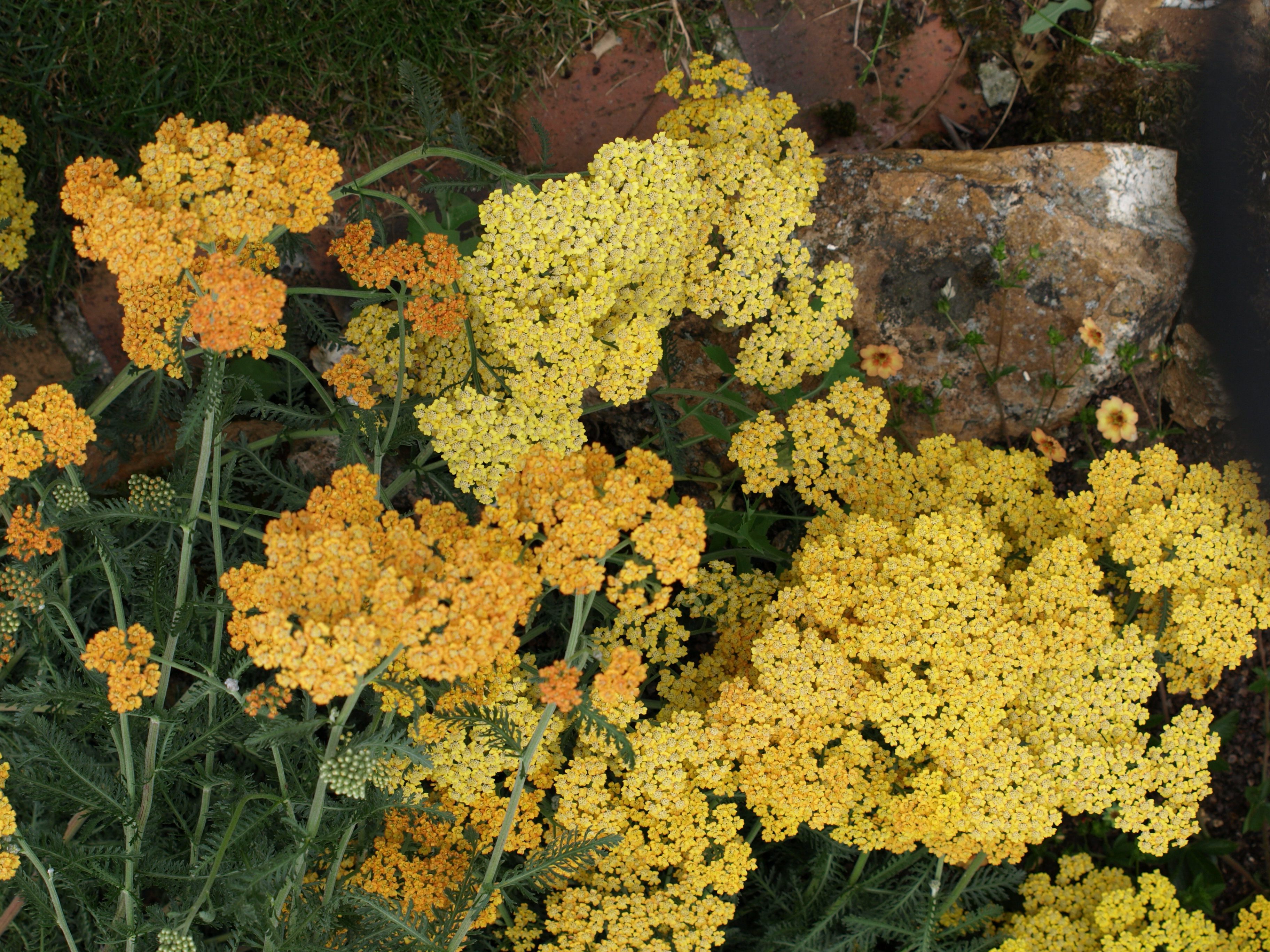 Passion Vivaces ACHILLEA millefolium Terracotta vivace godet