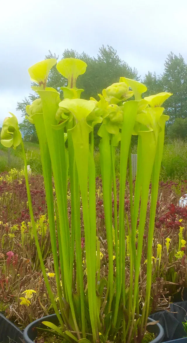 Carniflore Sarracenia flava Slack's Maxima plante carnivore adulte