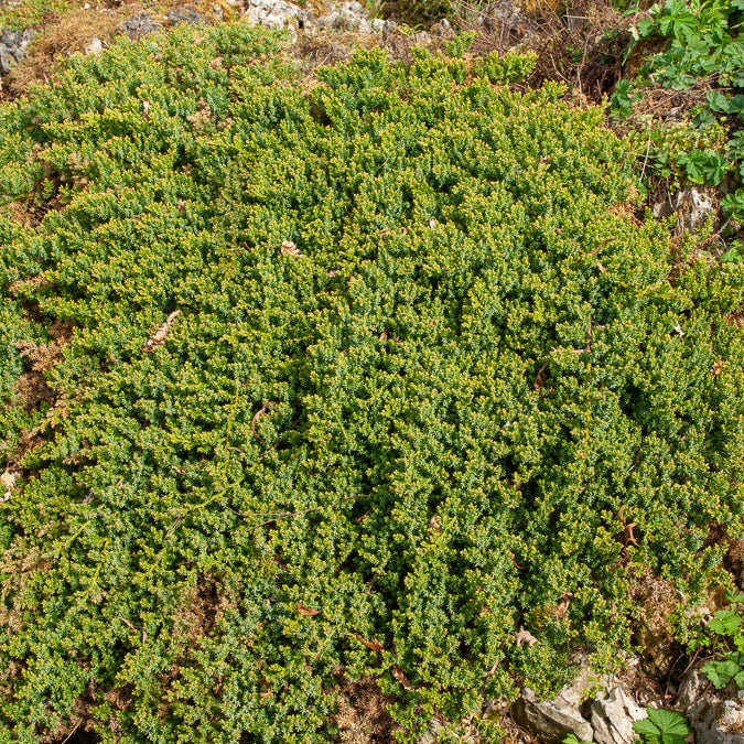 Bakker Genévrier rampant Nana couvre-sol pot 9cm persistant