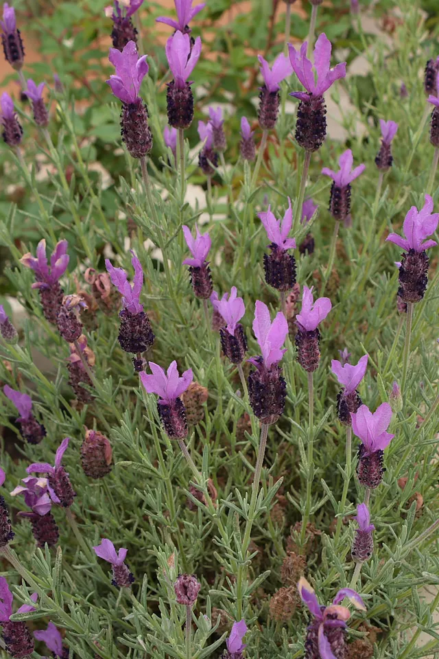 Passion Vivaces Lavandula stoechas lavande papillon pot 1L