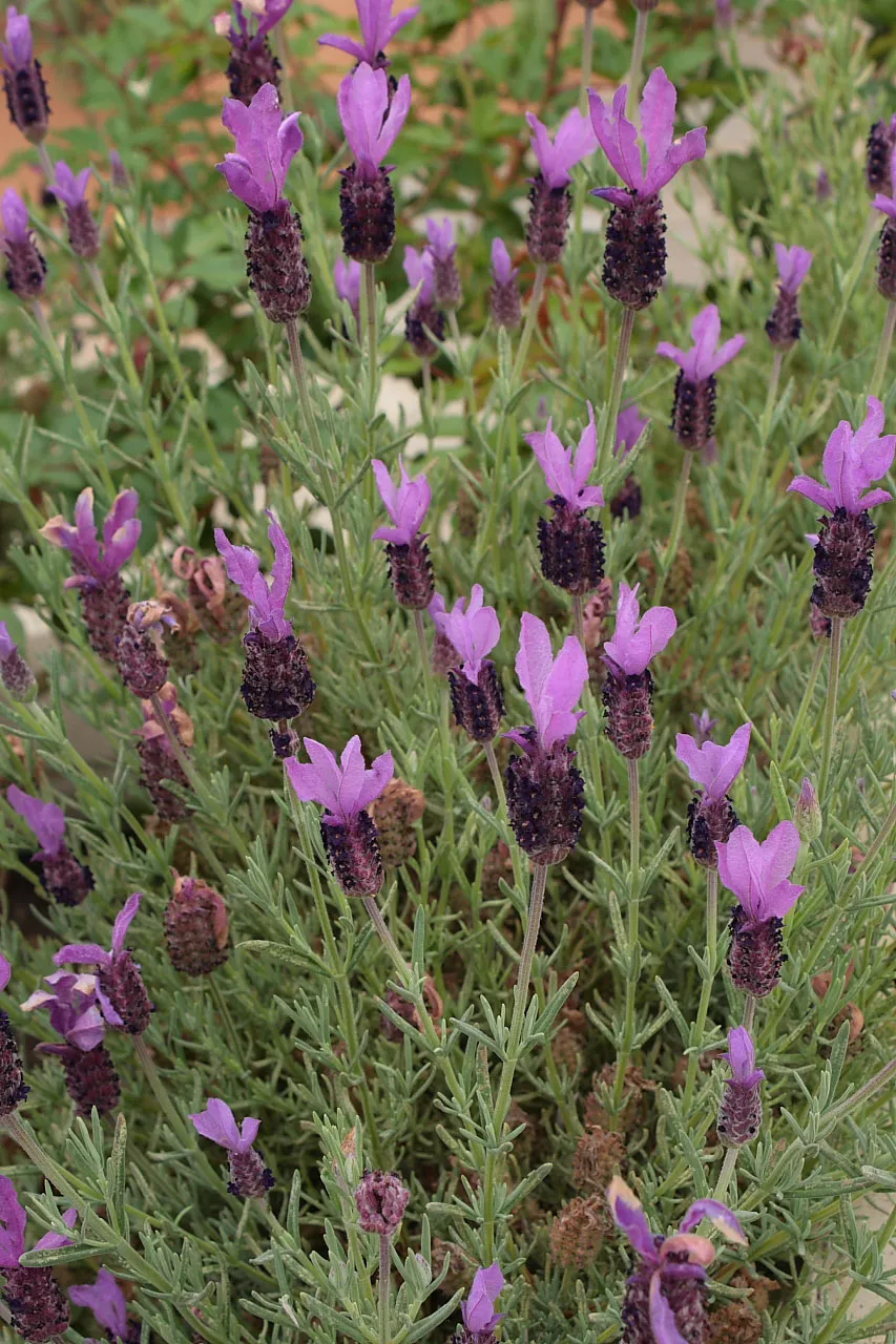 Passion Vivaces Lavandula stoechas lavande papillon pot 1L