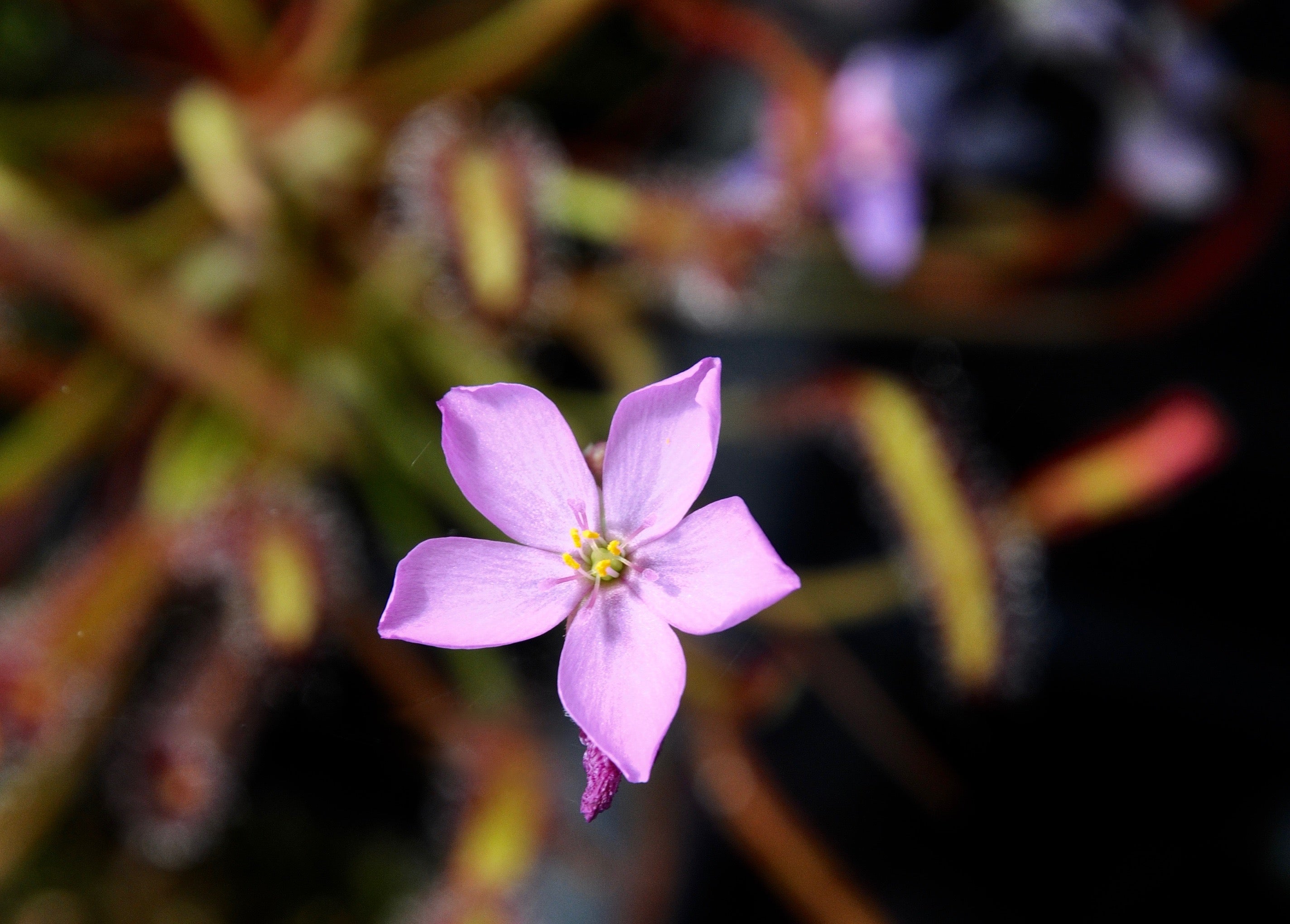 Carniflore Drosera capensis Vogelgat plante carnivore adulte