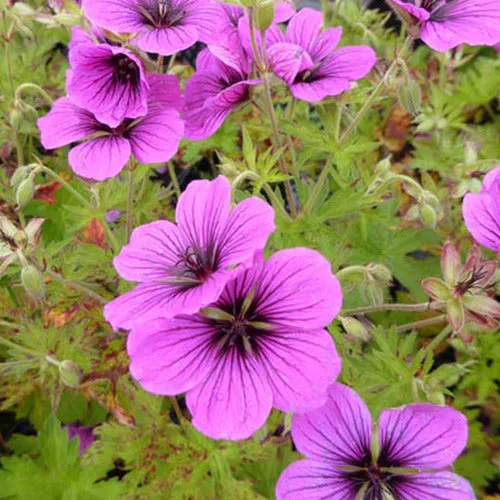 Bakker Géranium Matu Vu vivace pot 9cm violet