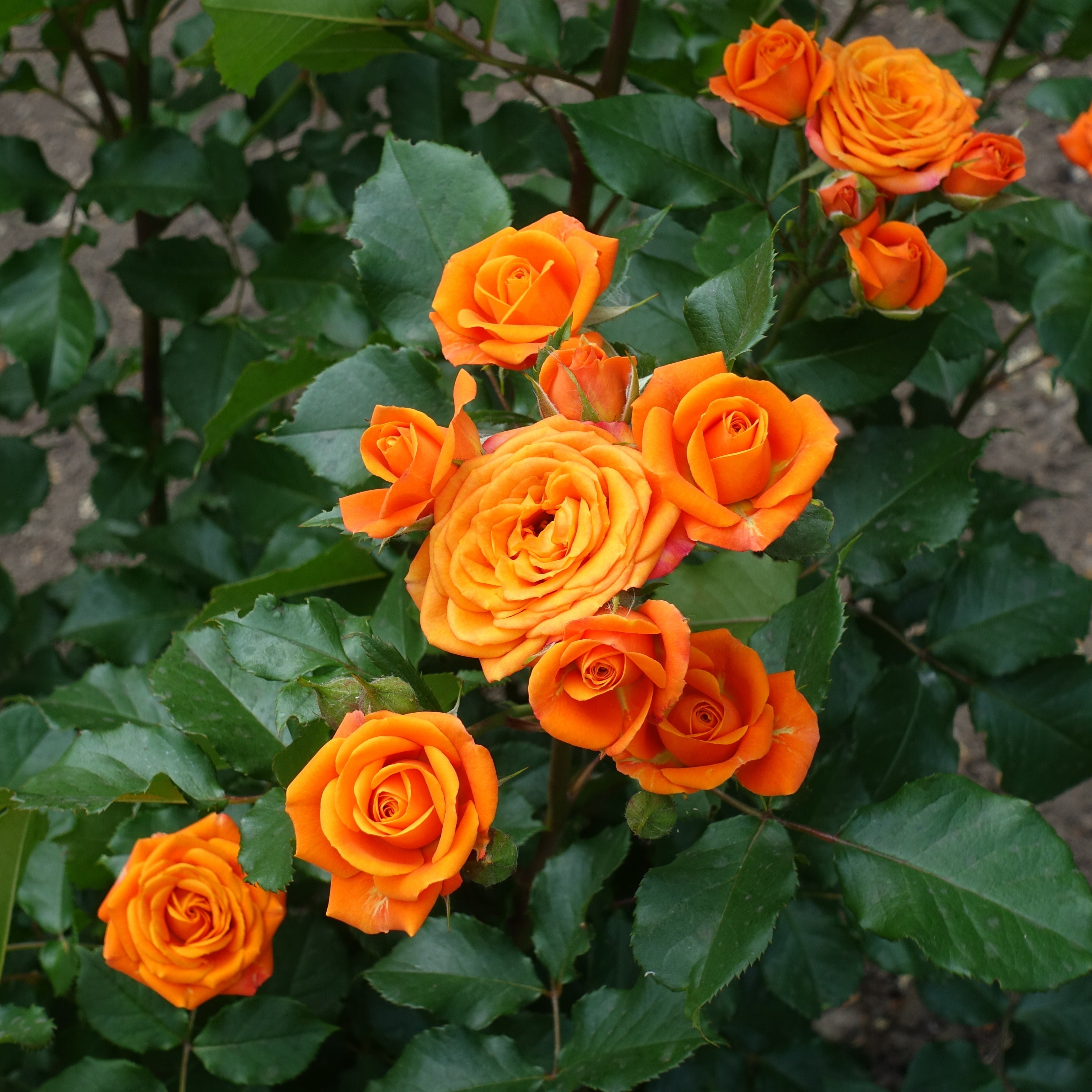 Bakker Rosier buisson orange racine nue 2+ branches