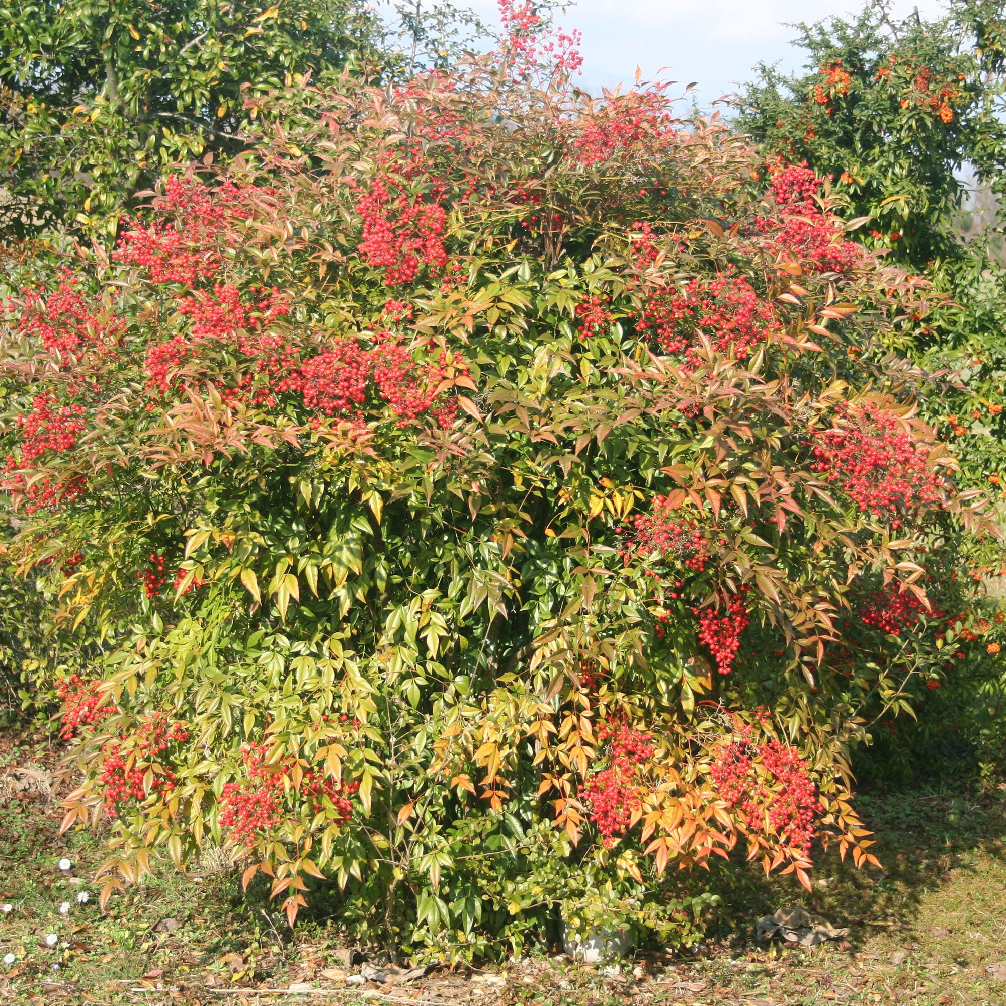 Bakker Bambou sacré Nandina arbuste pot 2L 25-30cm cuivre
