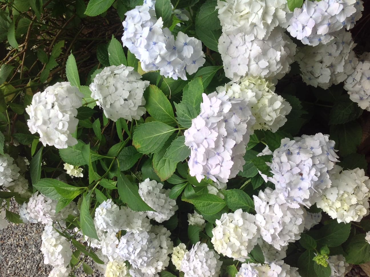 Les Hortensias du Haut Bois Le cygne hortensia boule blanc godet