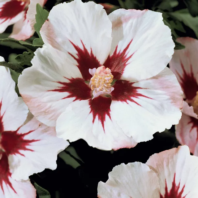 Bakker Hibiscus sur tige blanc-rouge arbuste pot 4L