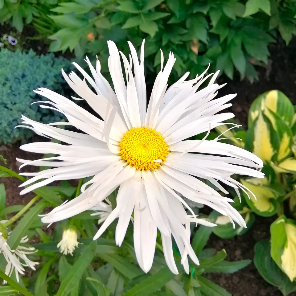 Bakker Old Court marguerite blanche 3 racines nues