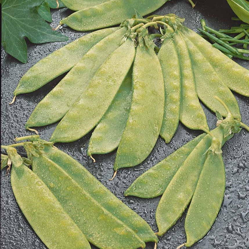 Bakker Potager et Graines Oregon Giant pois mangetout graines 90g
