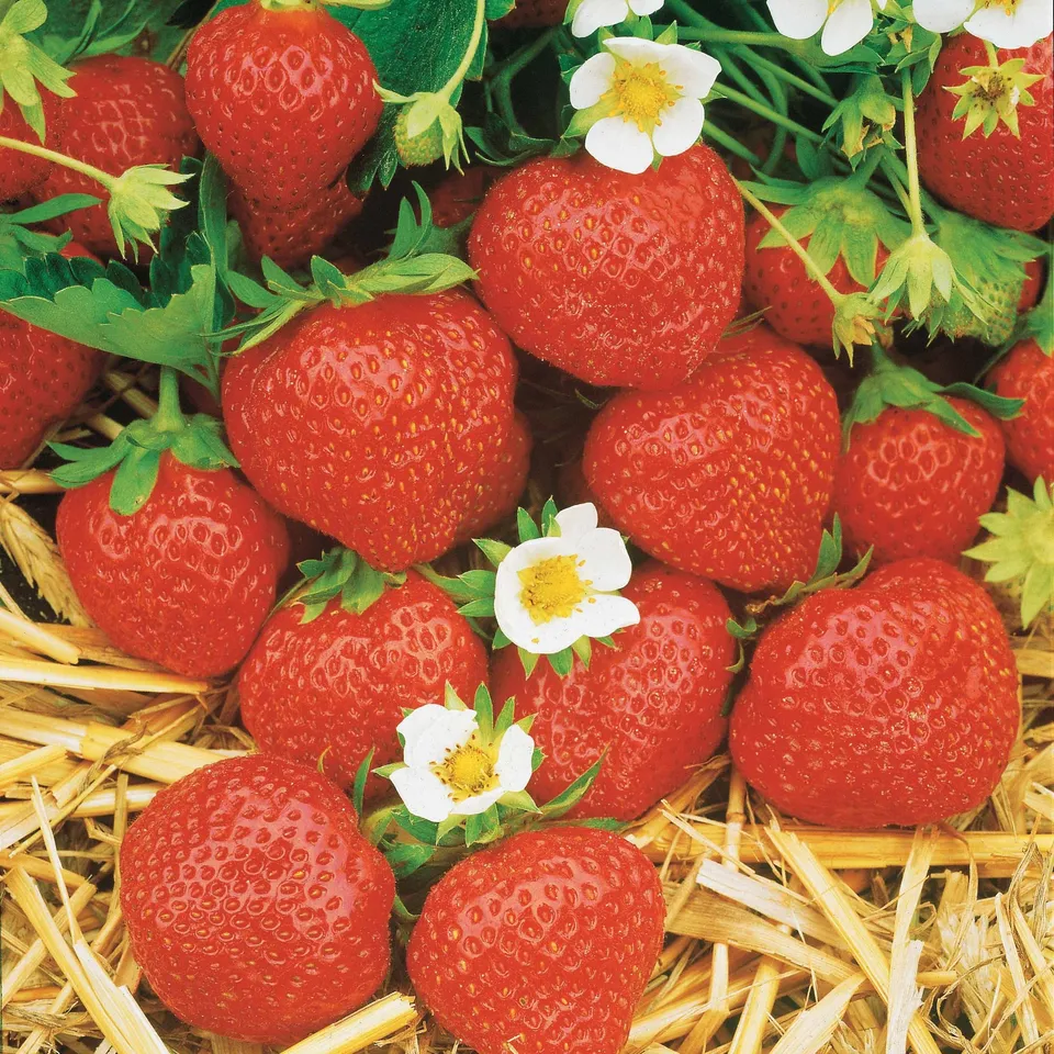 Bakker Fraisiers Mara Bois Maestro Gariguette lot 60