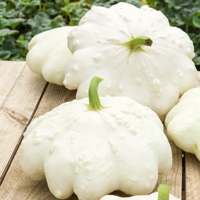 Bakker Pâtisson blanc courge sachet 1g 5 graines