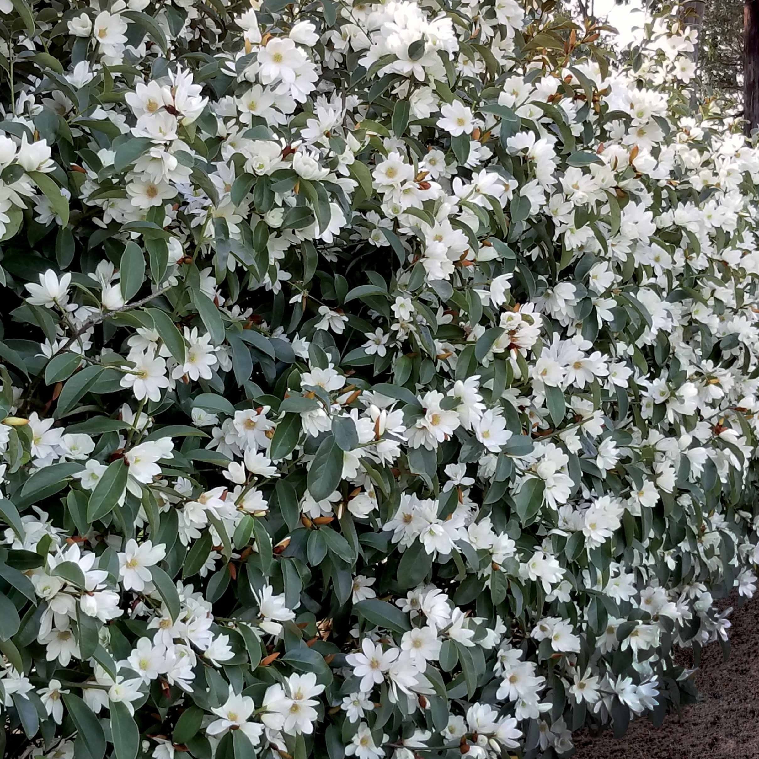 Bakker Magnolia Fairy White arbuste blanc pot 2L 20-30cm