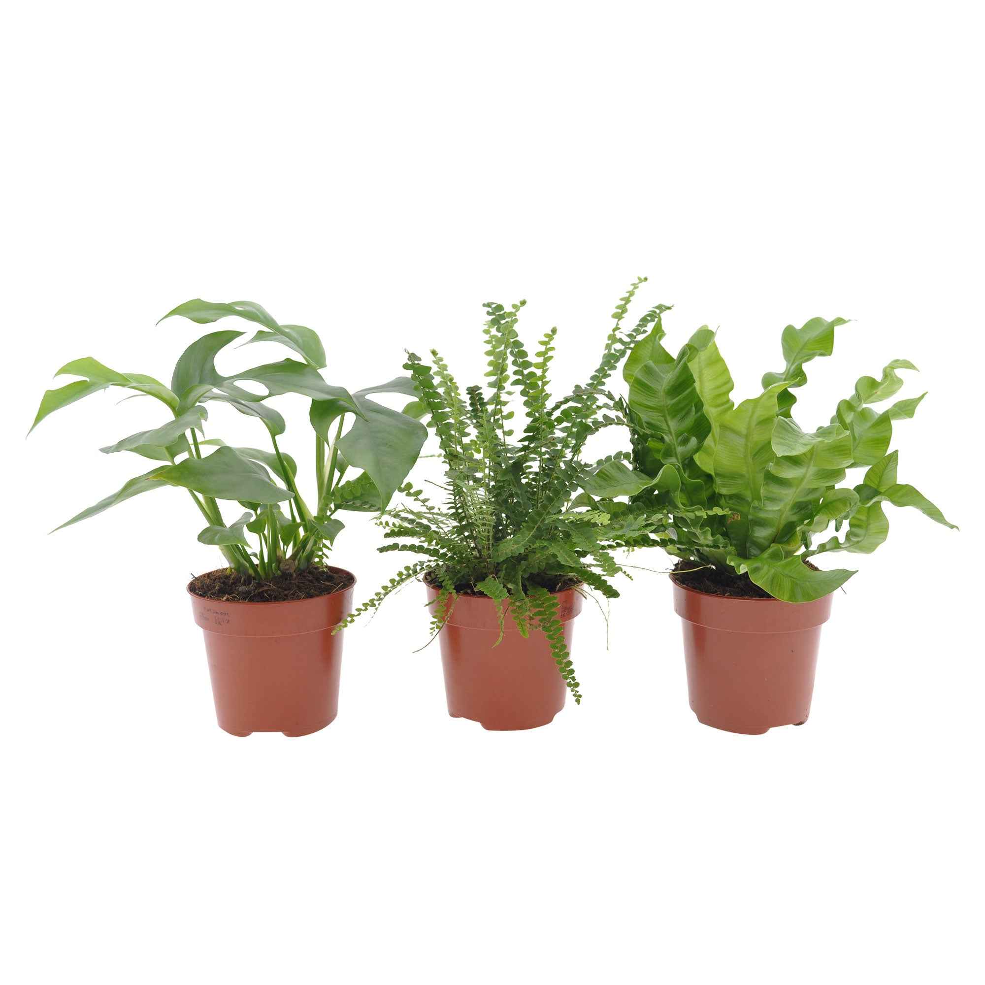 Bakker Intérieur Trio salle de bain 3 pots 12cm humidité