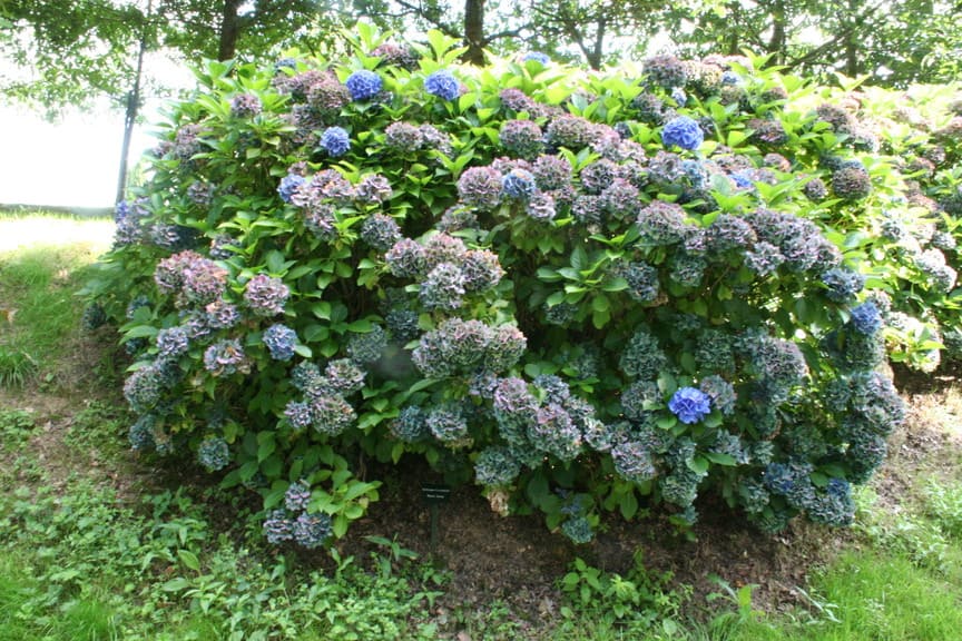 Les Hortensias du Haut Bois Blauer Zwerg hortensia nain bleu godet