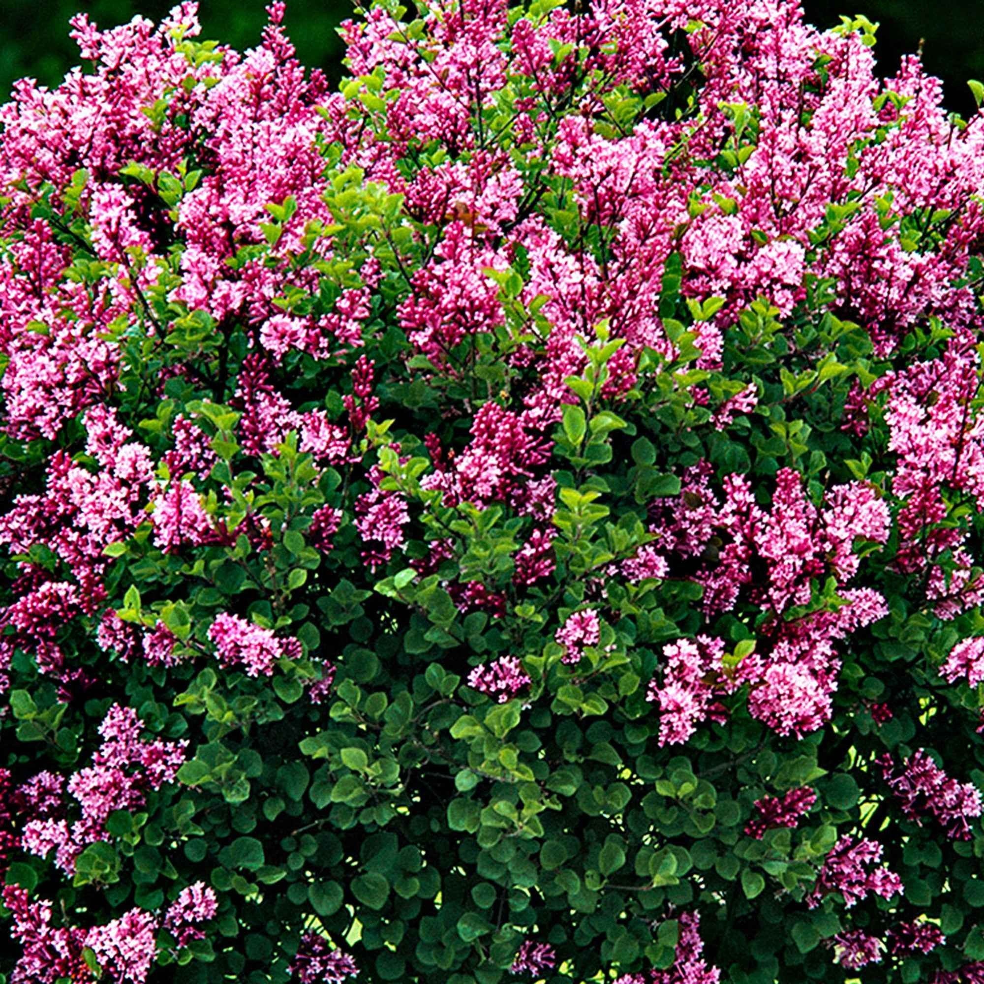 Bakker Lilas nain Palibin arbuste tige 60cm pot 3L rose parfumé