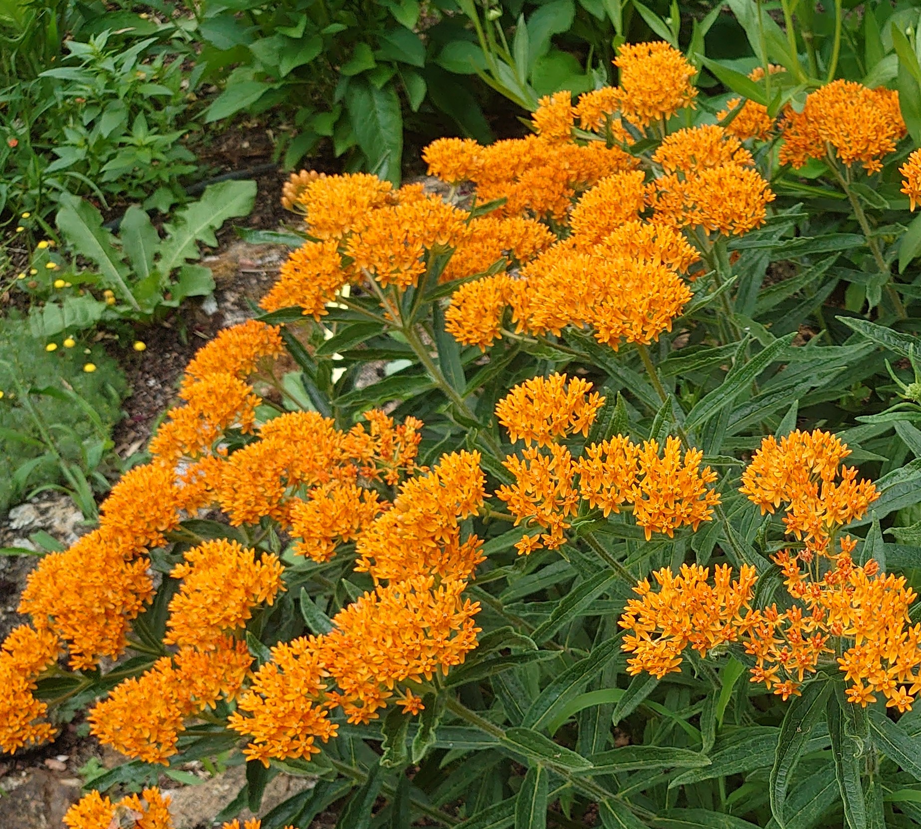 Passion Vivaces ASCLEPIAS tuberosa vivace orange pot 1 litre