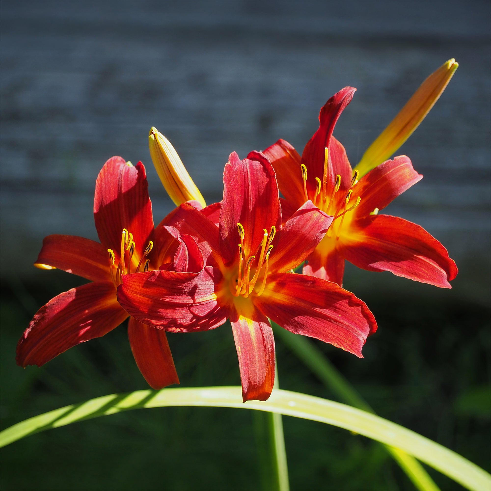 Bakker Hémérocalle Crimson Pirate vivace pot Ø 9cm rouge