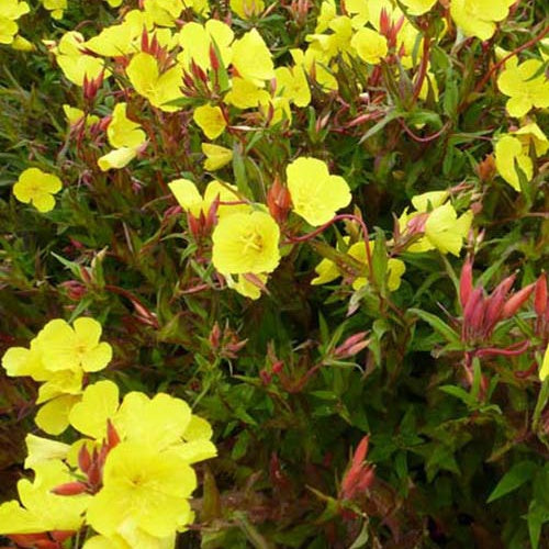 Bakker Oenothère Erica Robin onagre vivace pot 9cm jaune