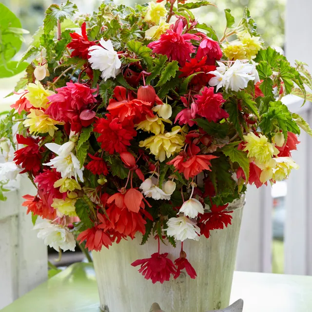 Bakker Bégonias Pendula mélange sachet 10 bulbes 3-4cm