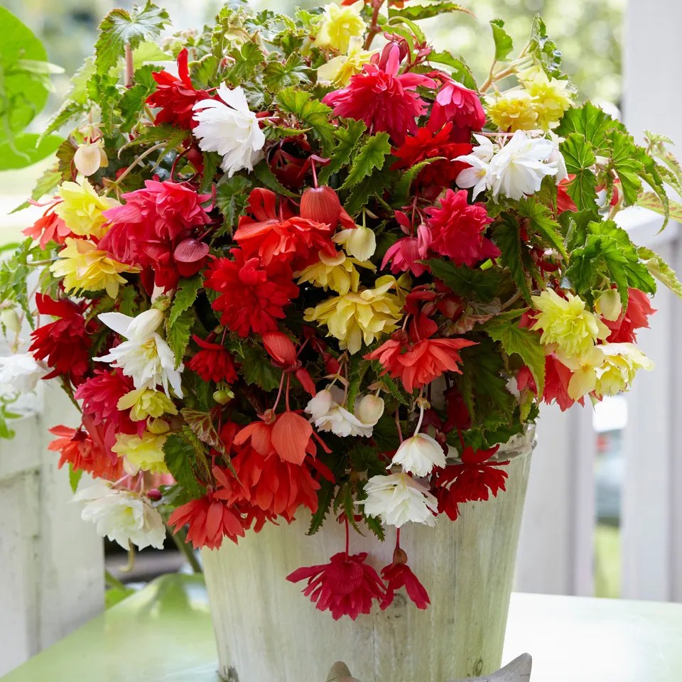 Bakker Bégonias Pendula mélange sachet 10 bulbes 3-4cm