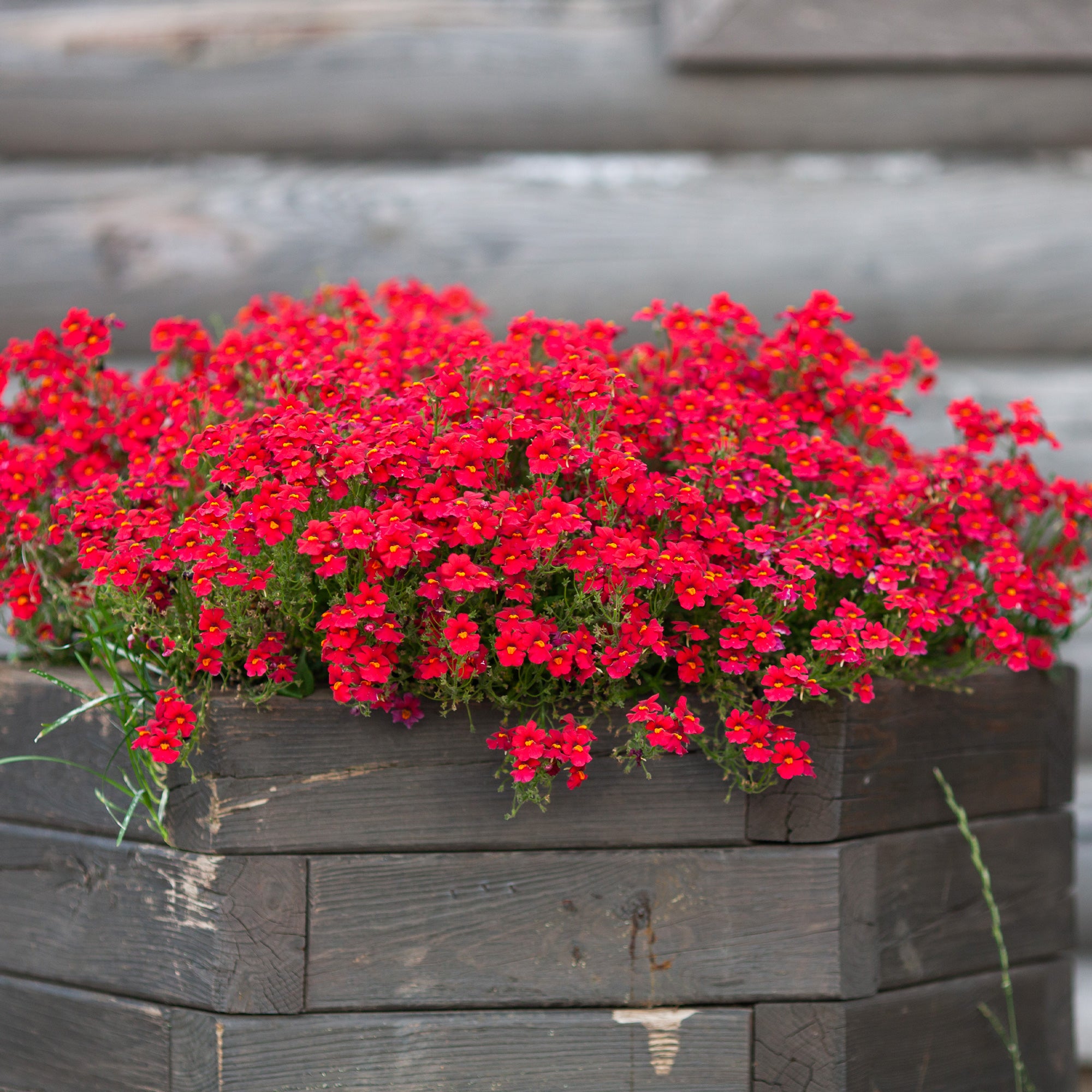 Bakker Némésie rouge Nemesia plante pot 10,5cm