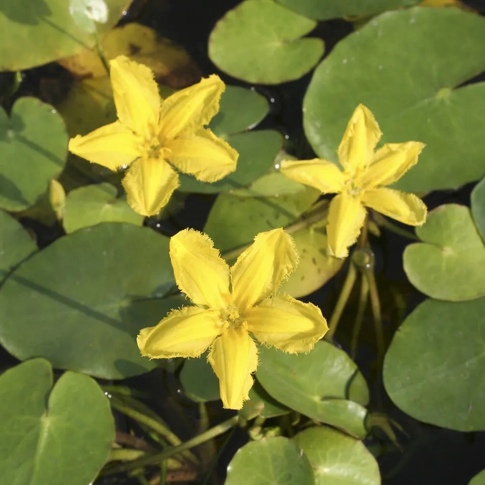 Bakker Limnanthème faux-nénuphar plante de bassin pot Ø9cm jaune