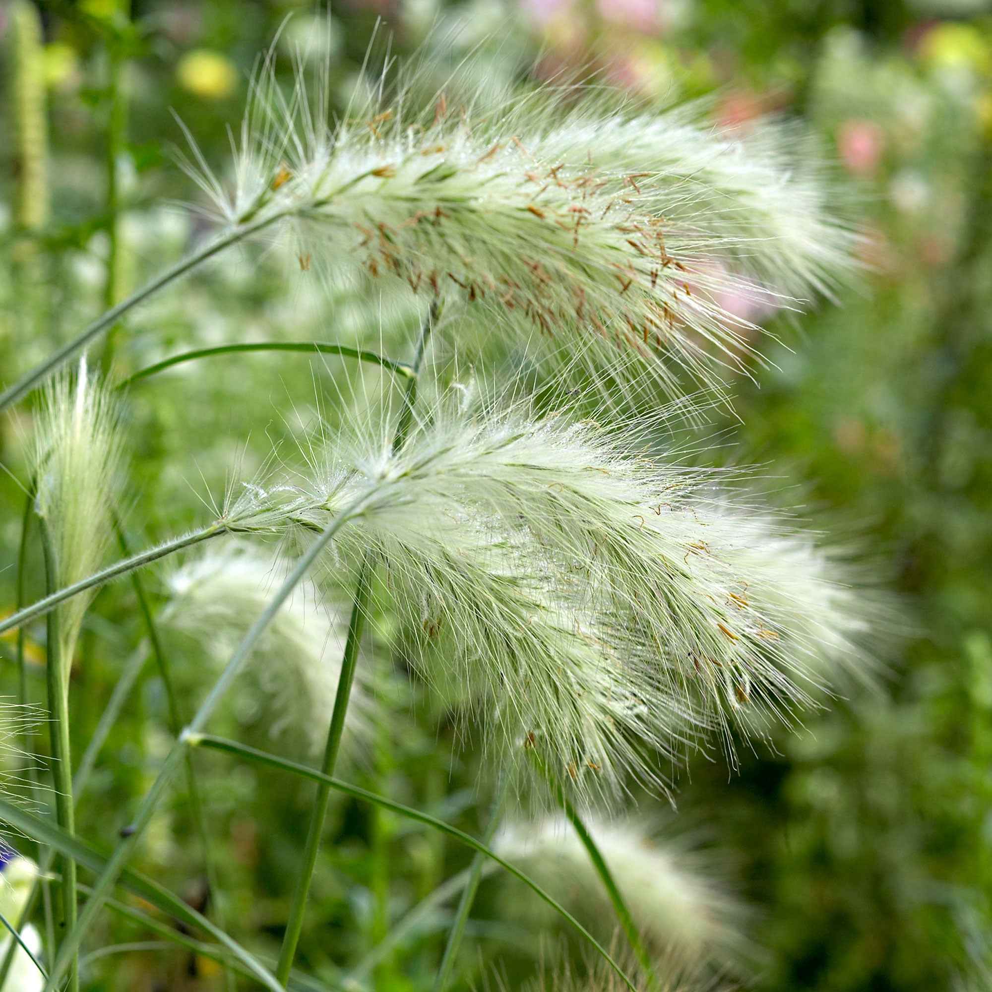 Bakker Herbe aux écouvillons Hameln graminée 3 pots 9cm