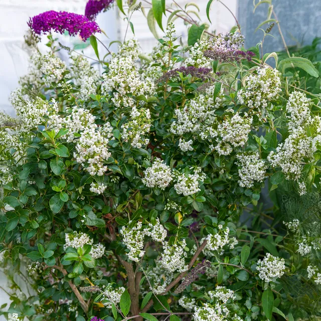 Bakker Escallonia Iveyi arbuste persistant godet Ø9cm blanc