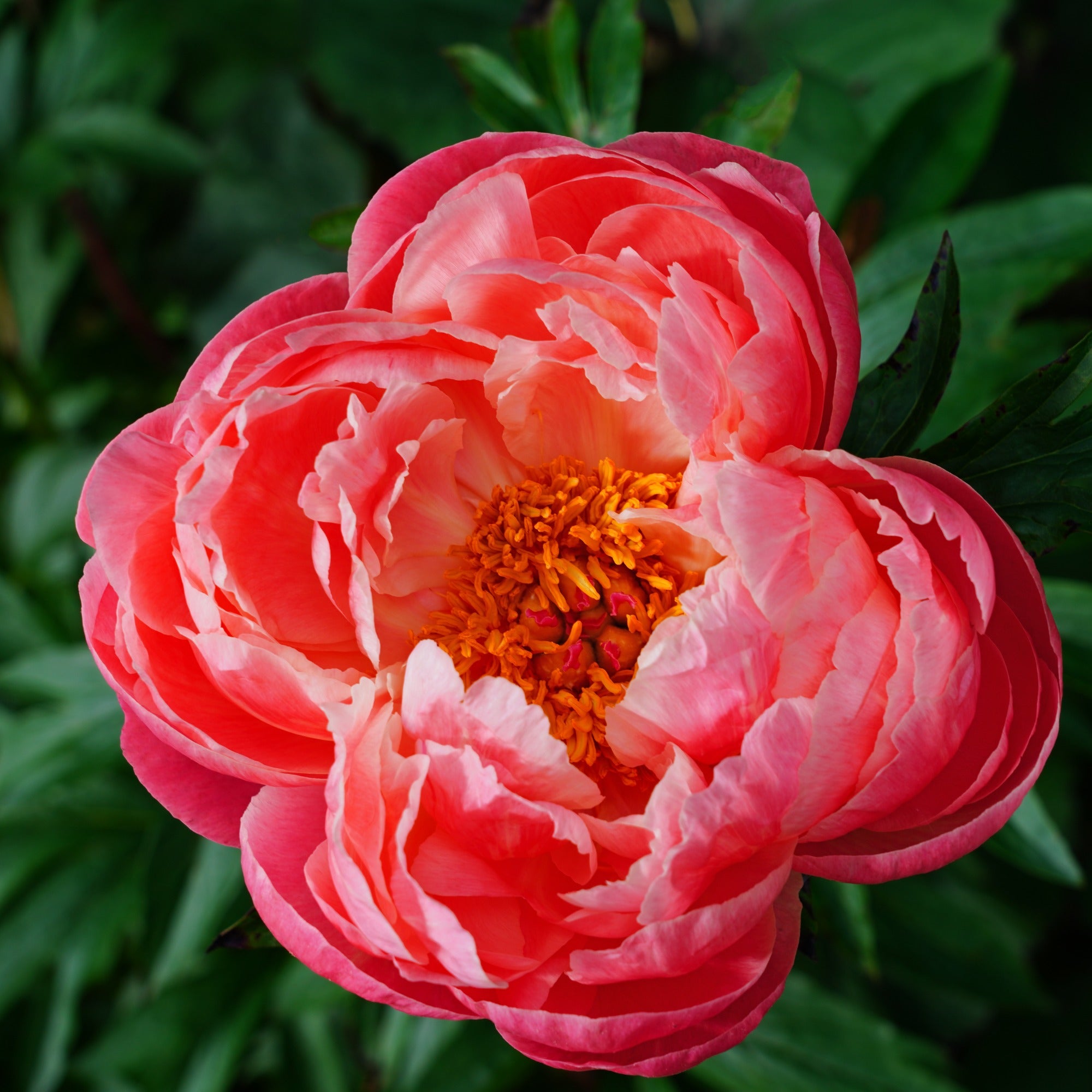 Bakker Coral Charm pivoine racine nue 3-5 yeux fuchsia