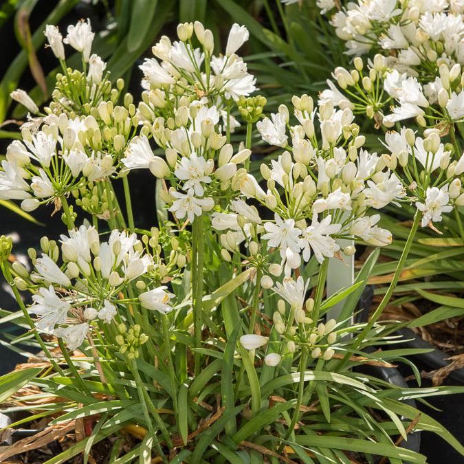Bakker Double Diamond agapanthe blanche pot Ø9cm