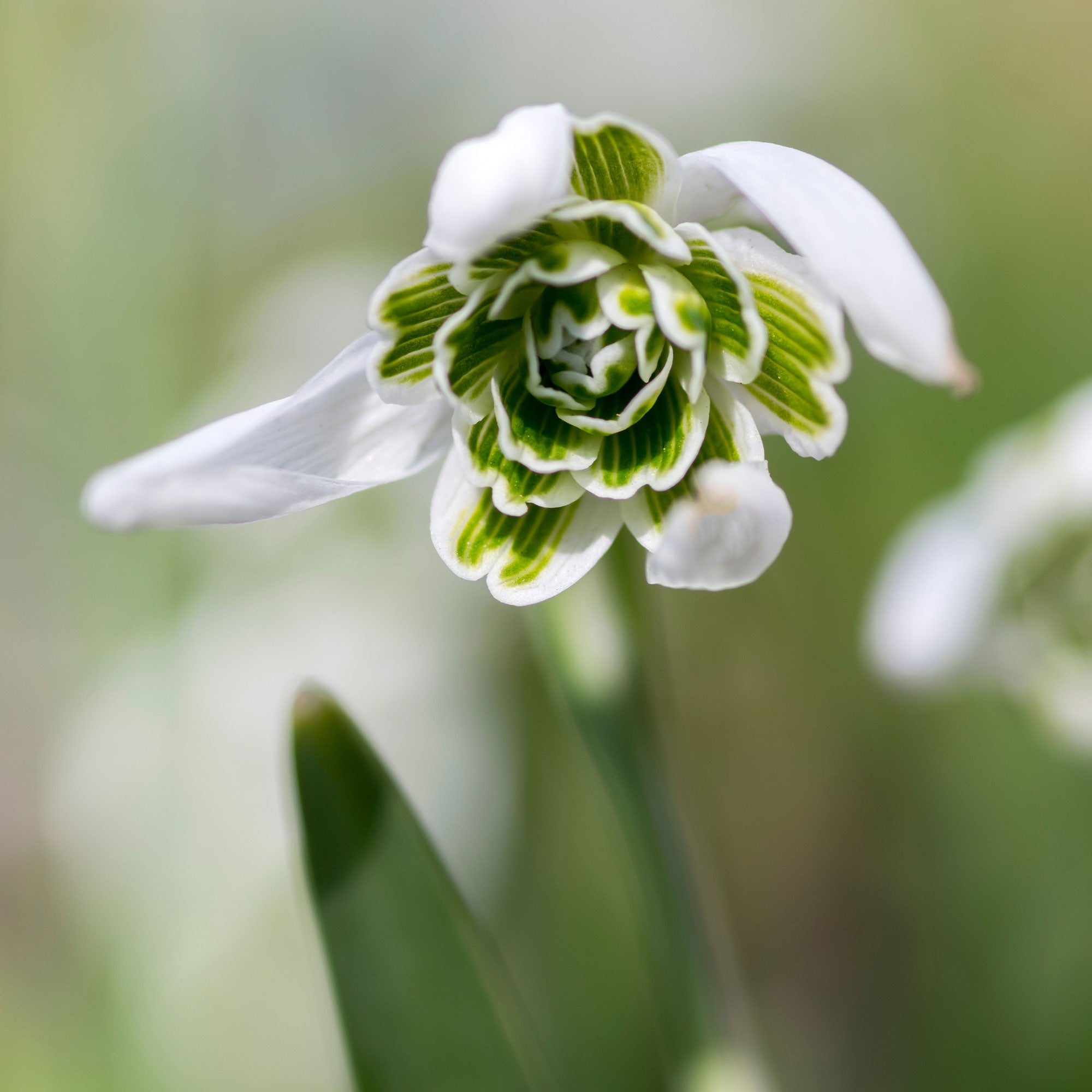 Bakker Bulbes à fleurs 10 Perce-neige double bulbes blanc
