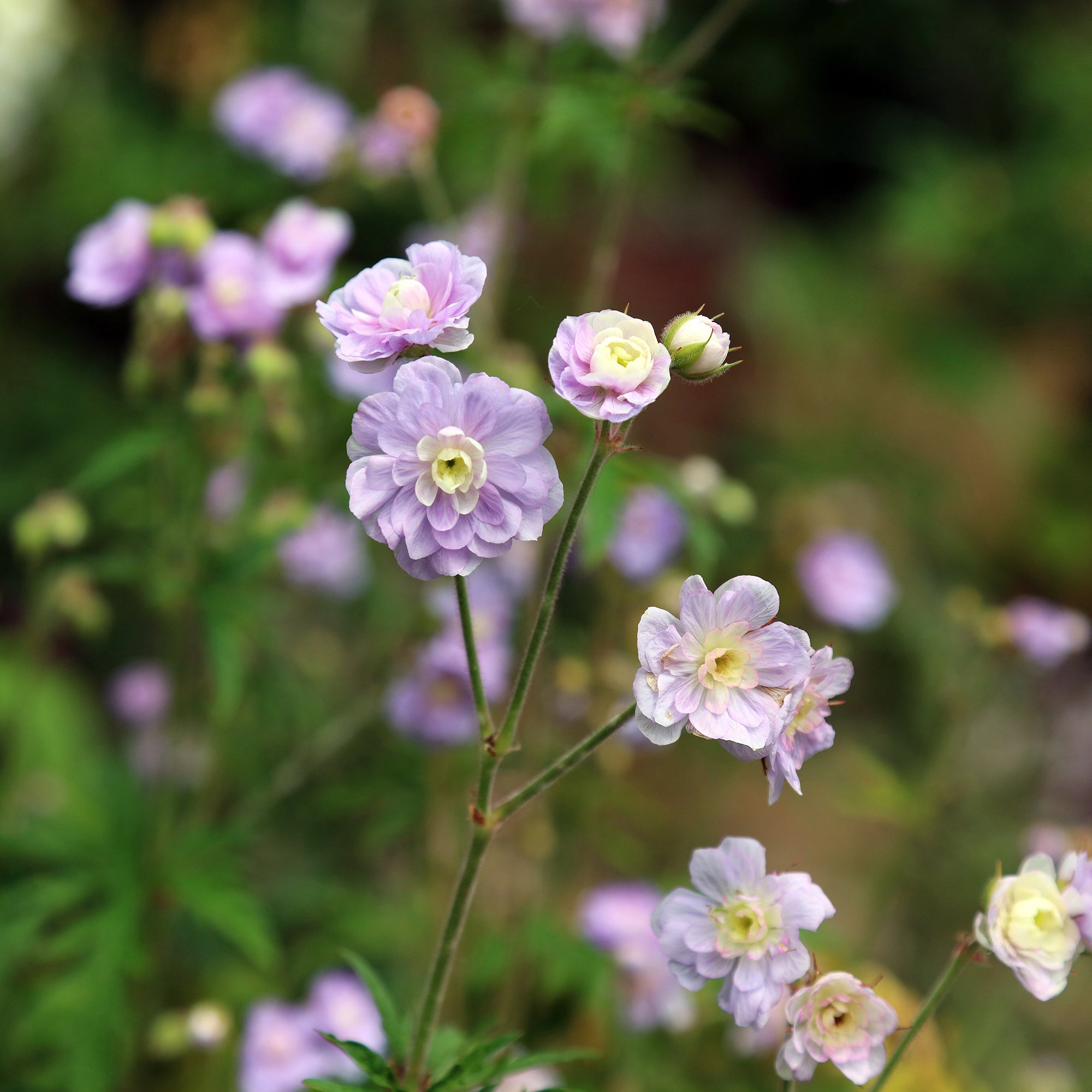 Bakker Géranium Summer Skies vivace pot Ø9cm double