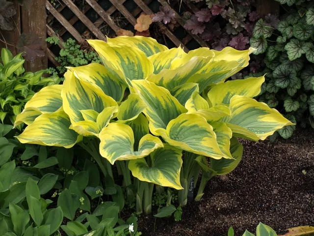 Passion Vivaces Hosta Liberty vivace ombre pot 1 litre