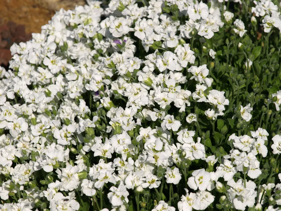 Passion Vivaces Aubrietia Winterberg aubriète blanche pot 1 litre
