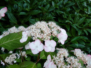 Les Hortensias du Haut Bois Kiyosumi-sawa hortensia serrata
